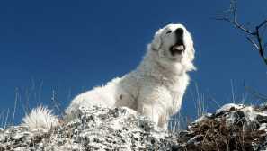 Польська вівчарка - білий нащадок тибетов